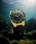 Men's gold Paul Rich watch with rubber strap Aquacarbon Pro Imperial Gold - Aventurine 43MM Automatic